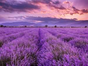 Hoa lavender Tử vi tuần mới của 12 cung hoàng đạo