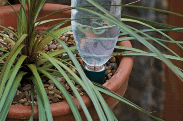 tái chế chai nhựa để tưới cây