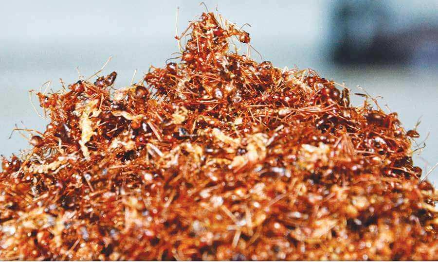 Du lịch trong nước ở các địa điểm sau là an toàn nhất mùa Covid! (Phần 2) 44 Gia Lai