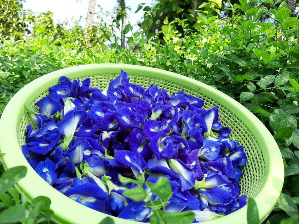 trồng hoa đậu biếc