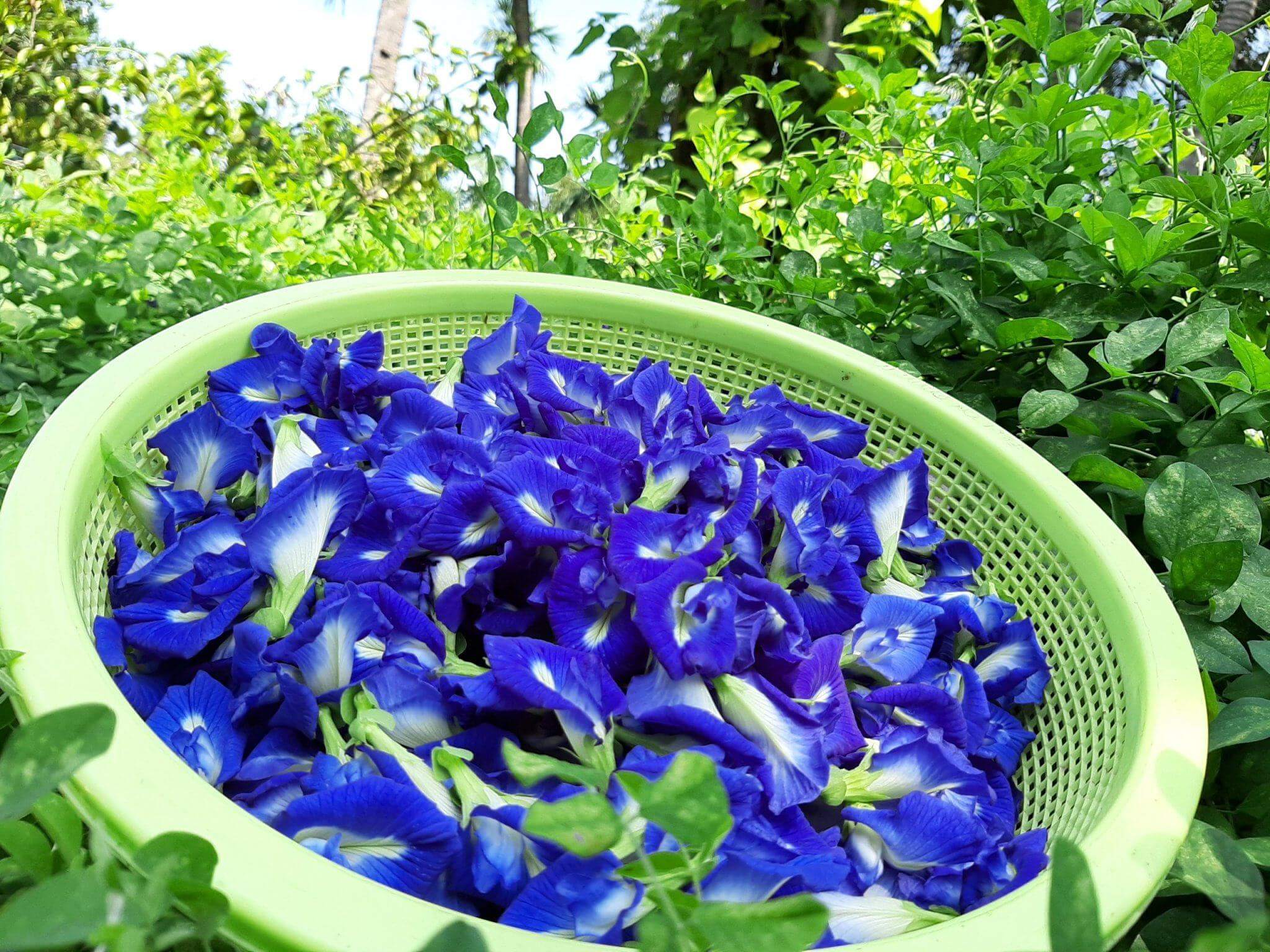 trồng hoa đậu biếc