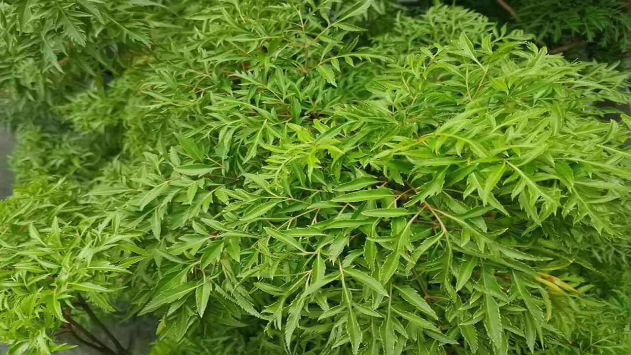 Muốn sữa thơm và đặc, tích cực uống nước lá đinh lăng sau sinh mẹ ơi! 34 uống nước lá đinh lăng sau sinh
