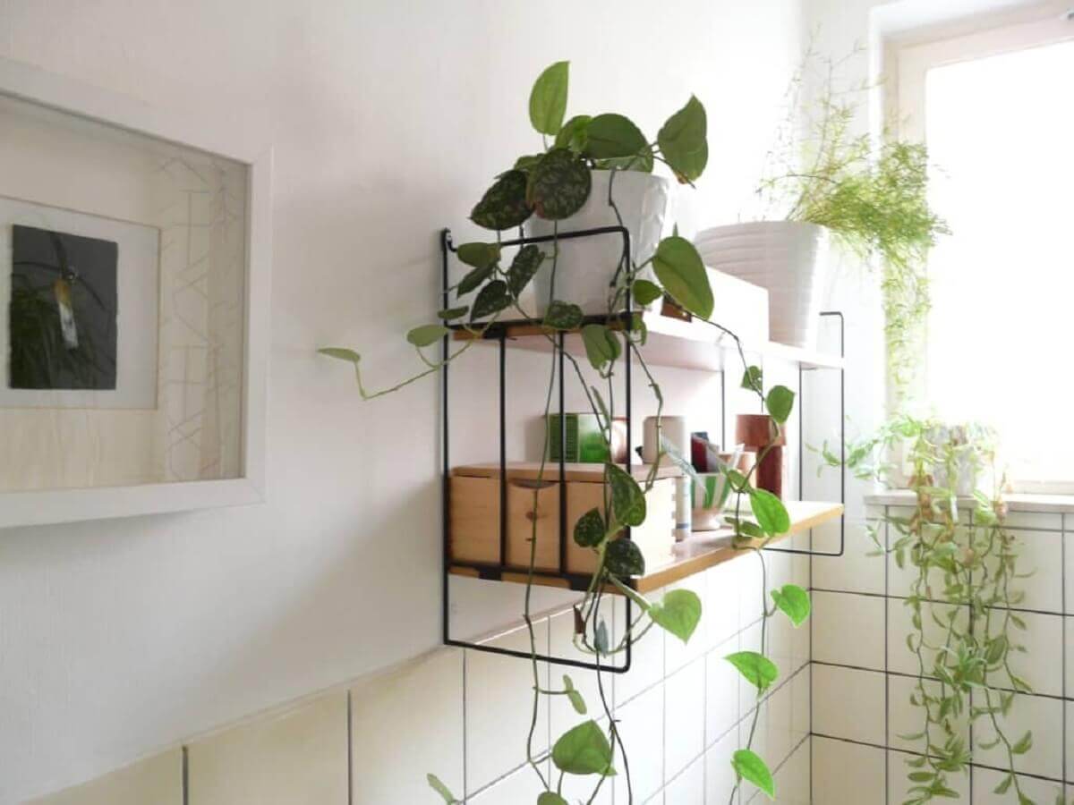 Điểm danh những loại cây trồng trong nhà lọc không khí, thu hút tiền tài 37 cây trồng trong nhà