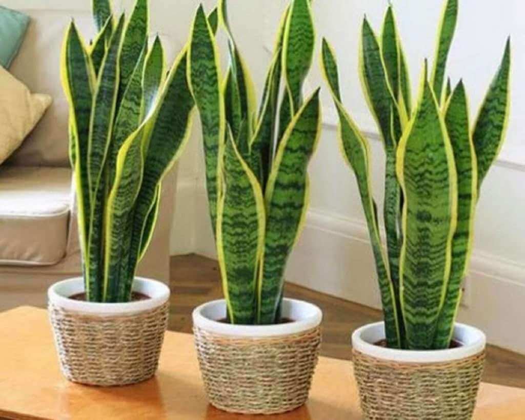 cây trồng trong nhà