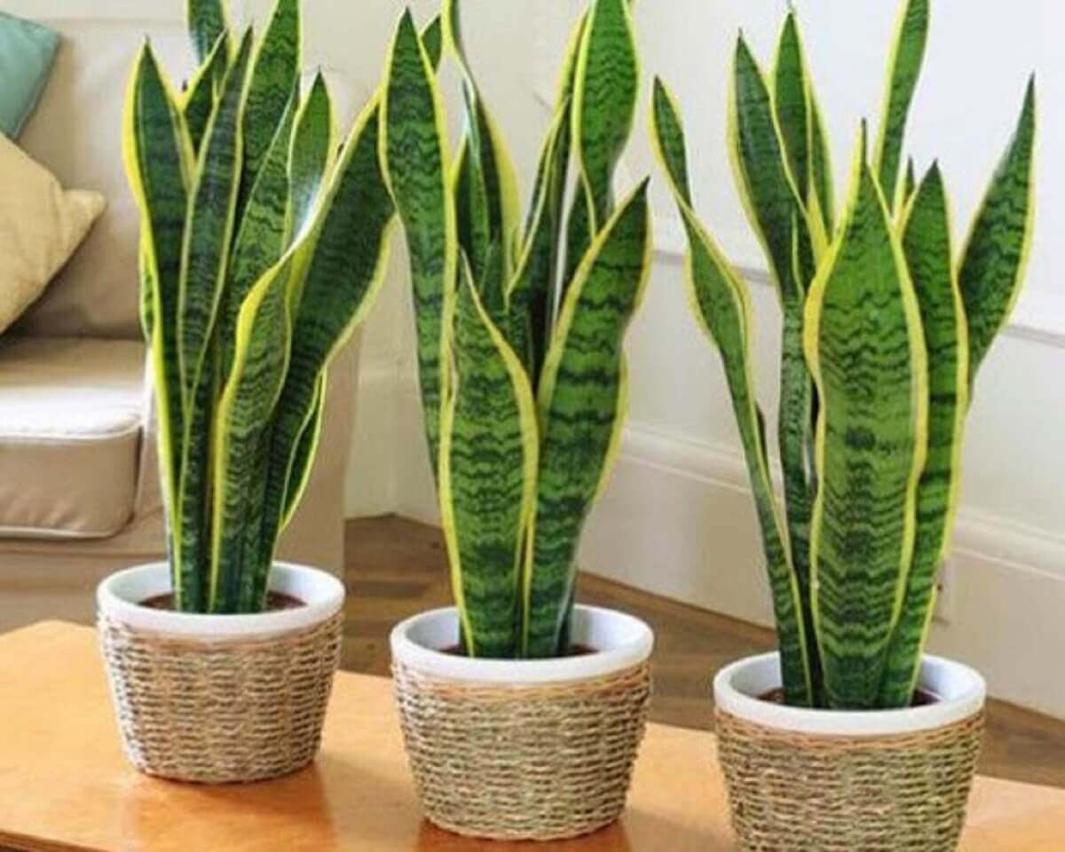 Điểm danh những loại cây trồng trong nhà lọc không khí, thu hút tiền tài 39 trồng cây trong nhà