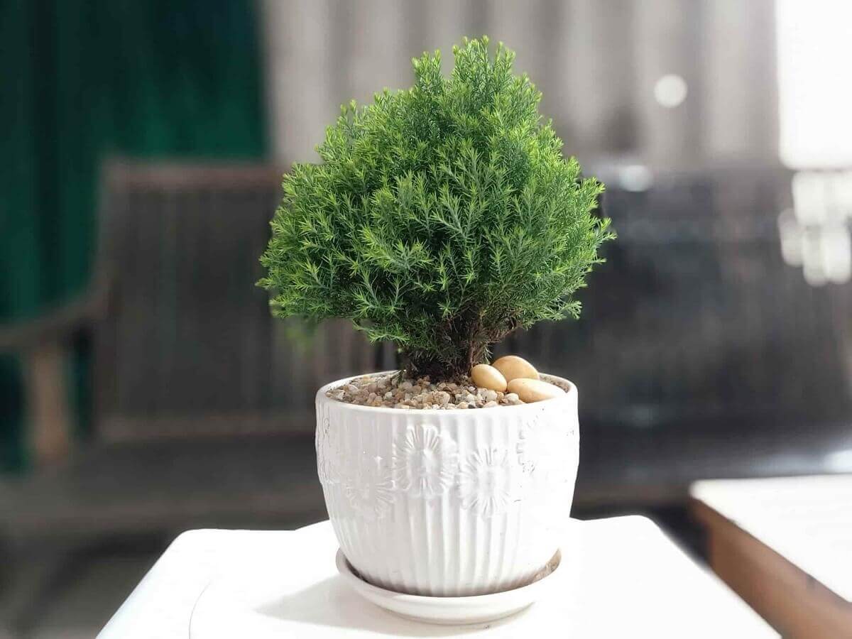 Điểm danh những loại cây trồng trong nhà lọc không khí, thu hút tiền tài 40 cây tuyết rừng