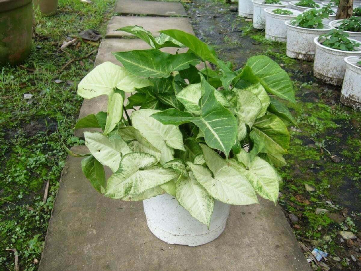 Điểm danh những loại cây trồng trong nhà lọc không khí, thu hút tiền tài 41 cây trầu bà