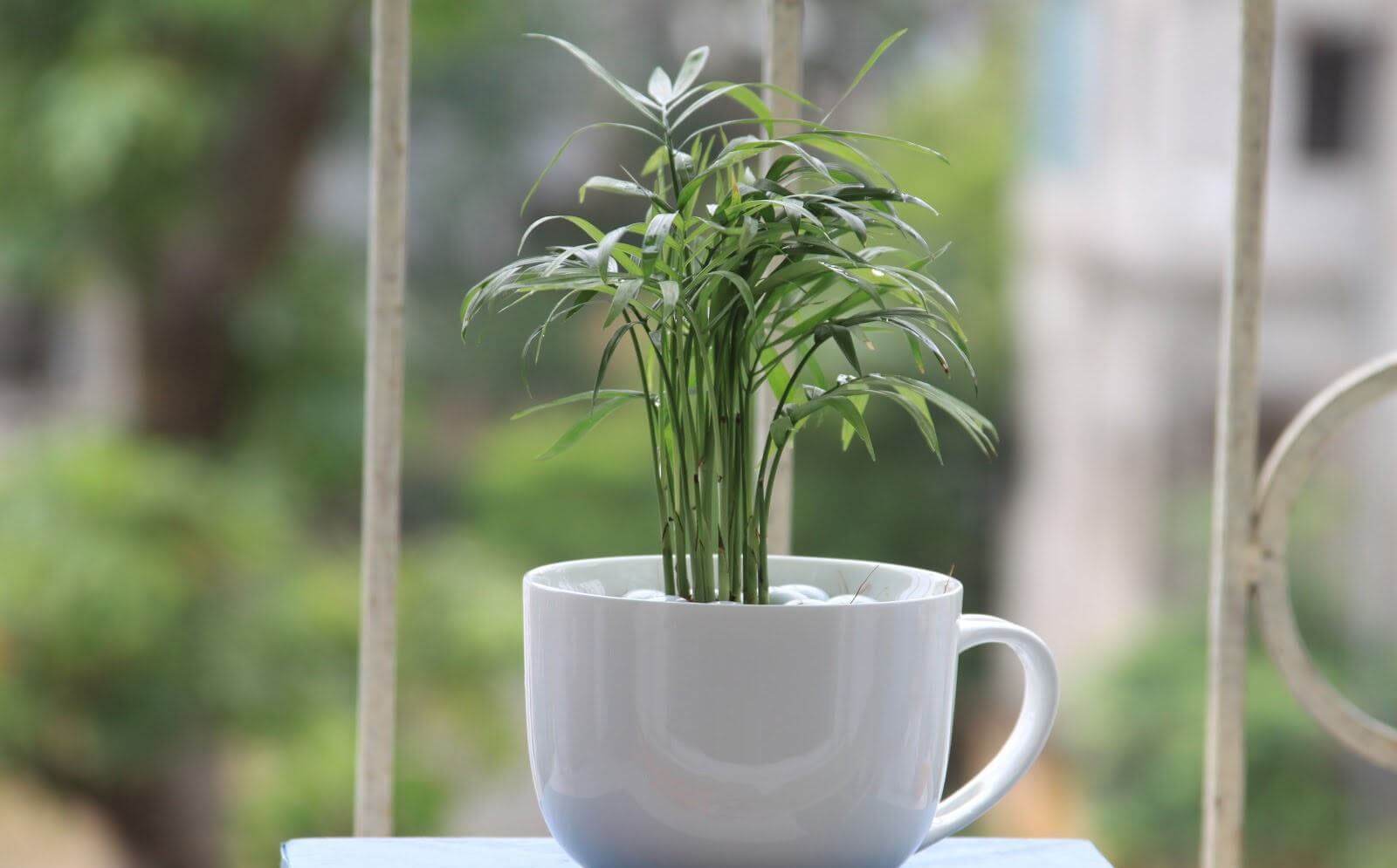 “Điểm danh” các cây văn phòng dễ trồng, dễ chăm 35 cây văn phòng