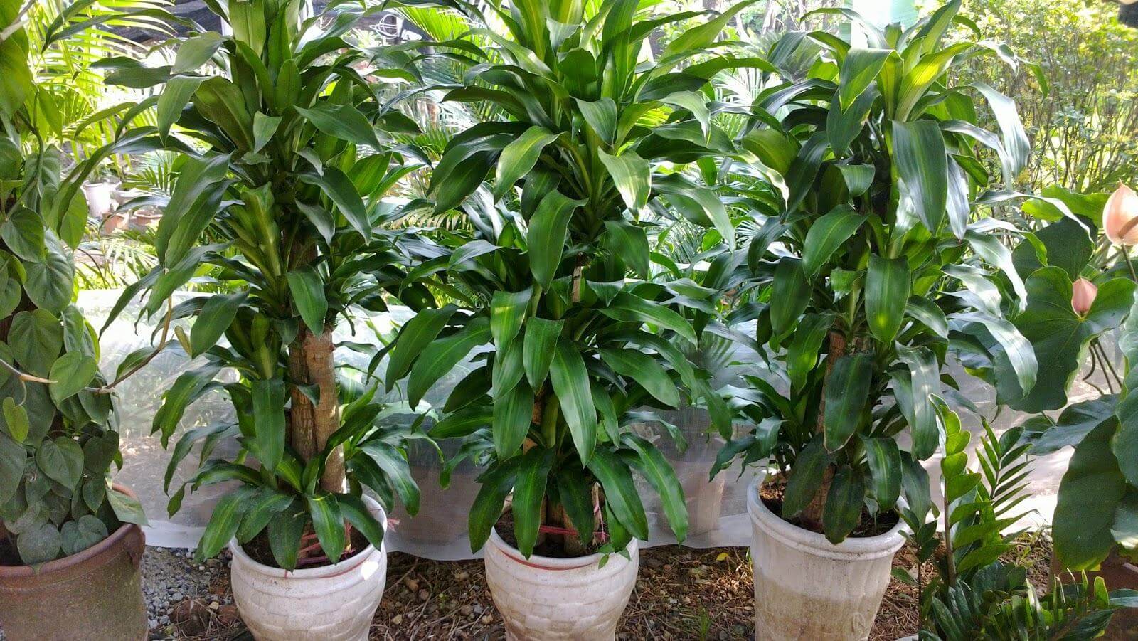 “Điểm danh” các cây văn phòng dễ trồng, dễ chăm 36 thiết mộc lan