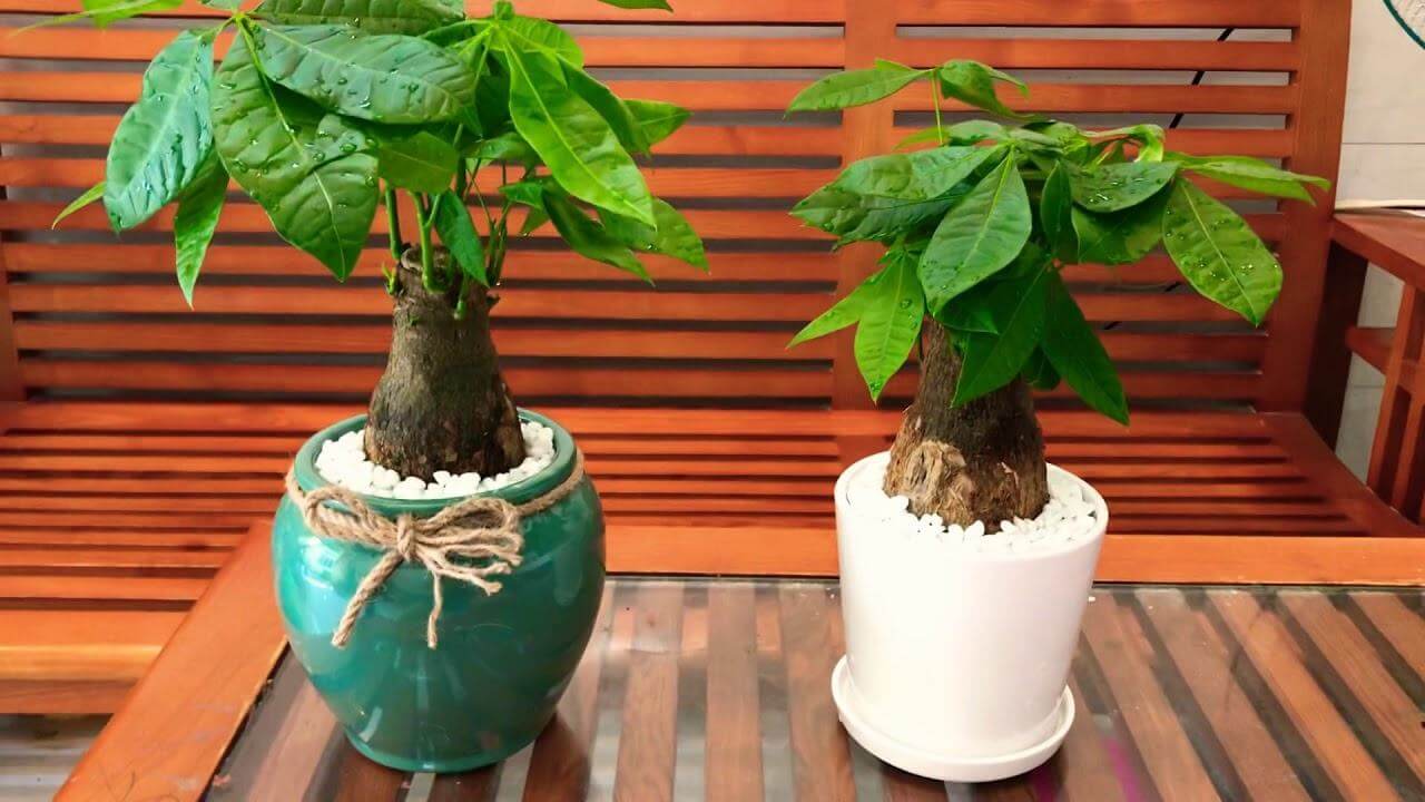 “Điểm danh” các cây văn phòng dễ trồng, dễ chăm 37 cây kim ngân