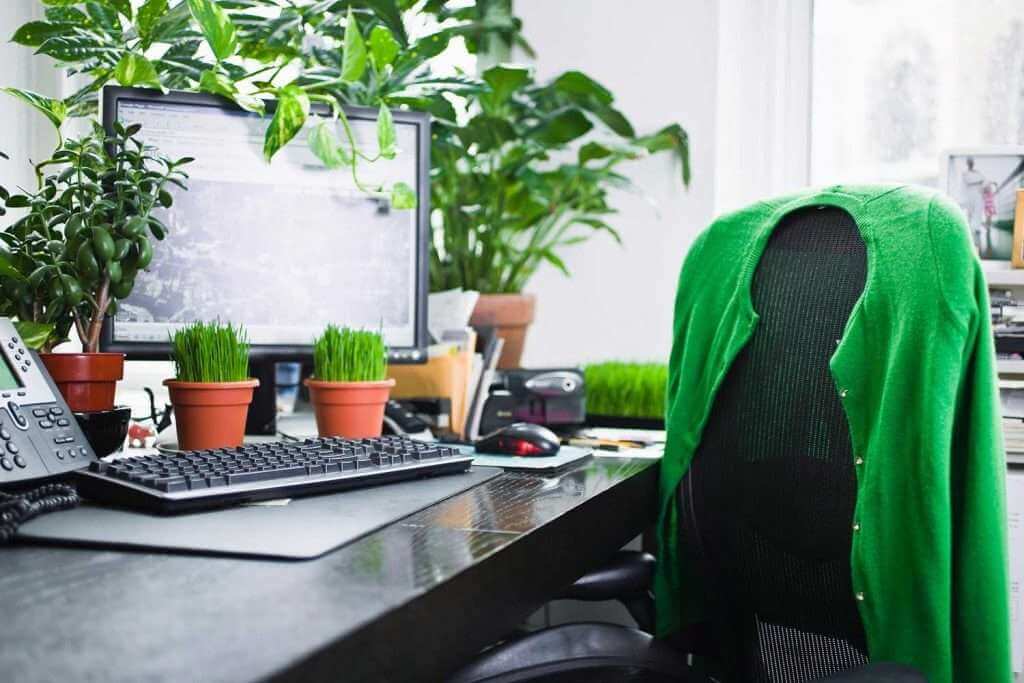 “Điểm danh” các cây văn phòng dễ trồng, dễ chăm  3