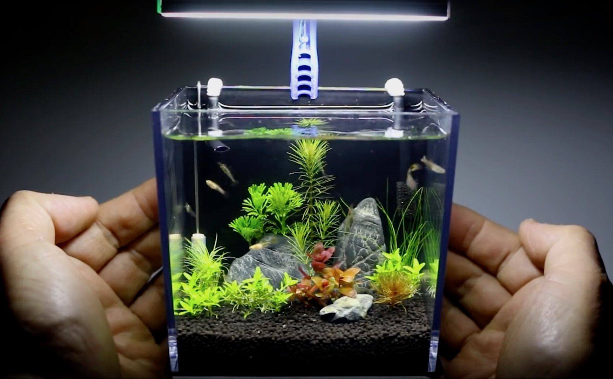 Gợi ý 8 vật dụng trang trí bàn làm việc cho nàng công sở thêm sức sáng tạo 36 hồ cá trang trí bàn