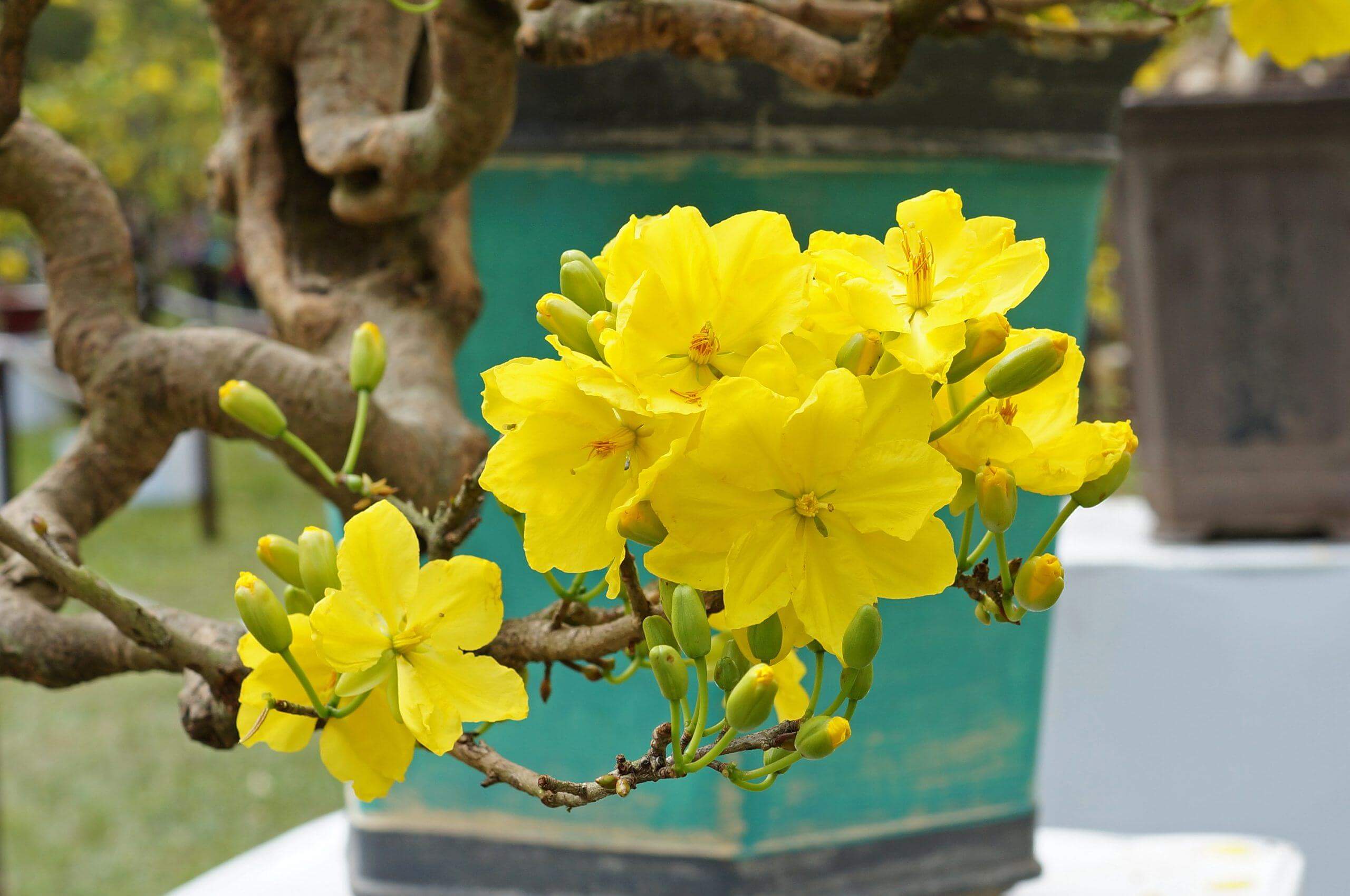 trang trí cây cảnh ngày Tết