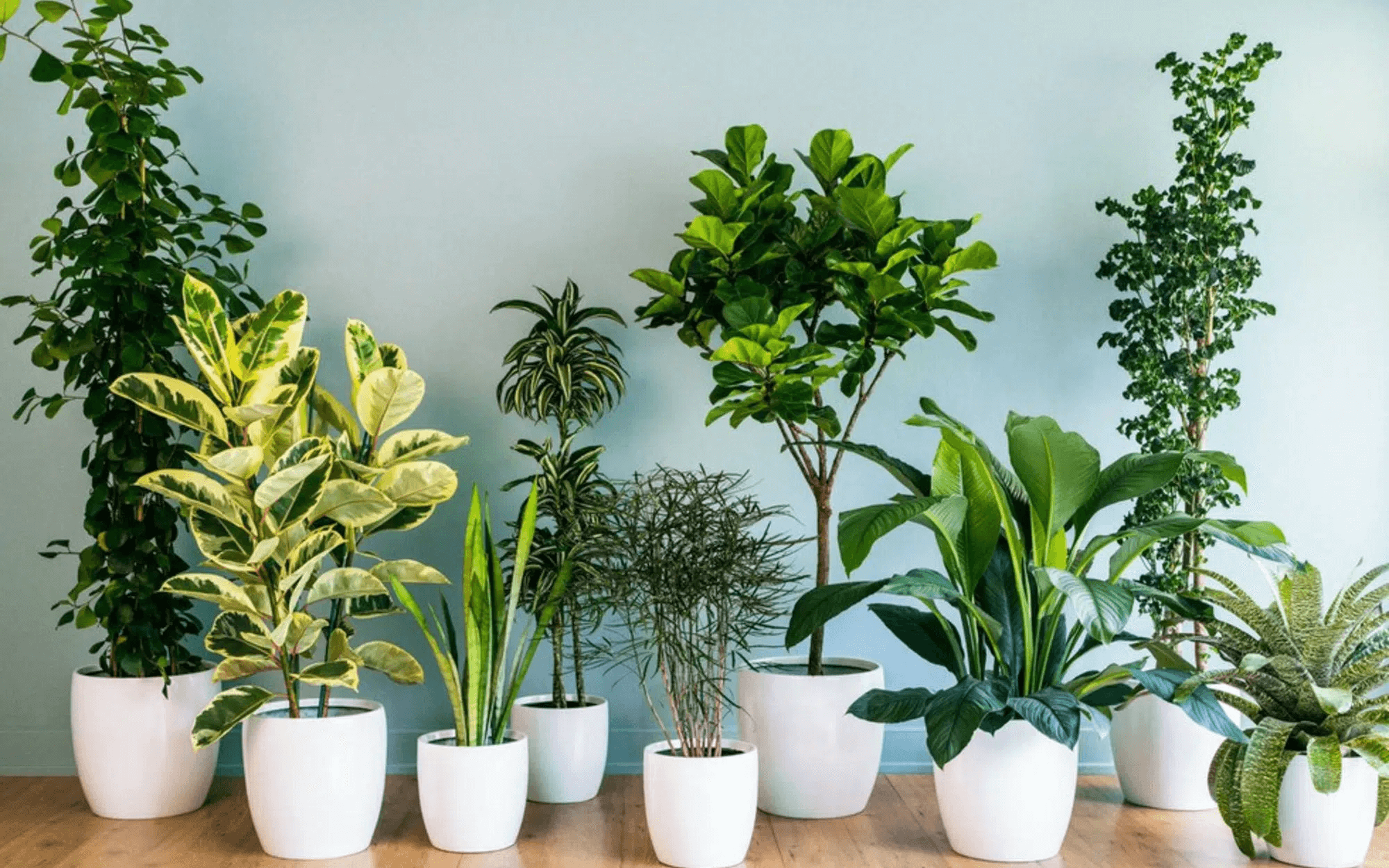 cây cảnh trồng trong nhà