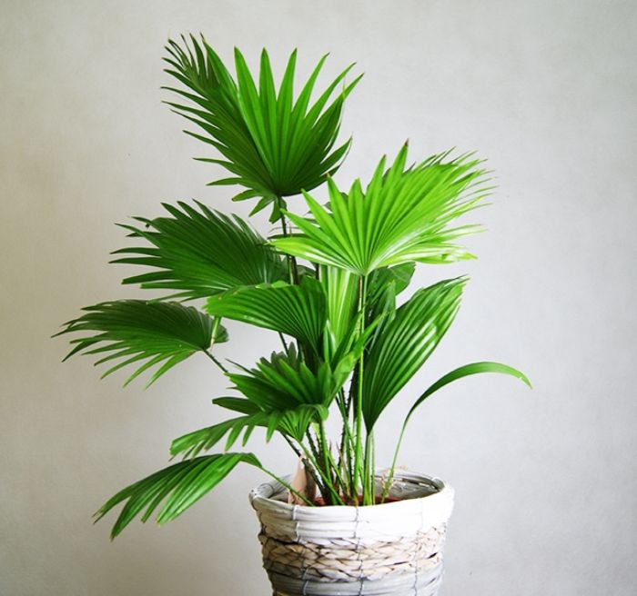 5 loại cây văn phòng xứng danh "trợ thủ" của dân công sở 39 cây văn phòng 2