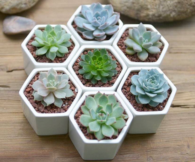 5 loại cây văn phòng xứng danh "trợ thủ" của dân công sở 40 cây văn phòng 3
