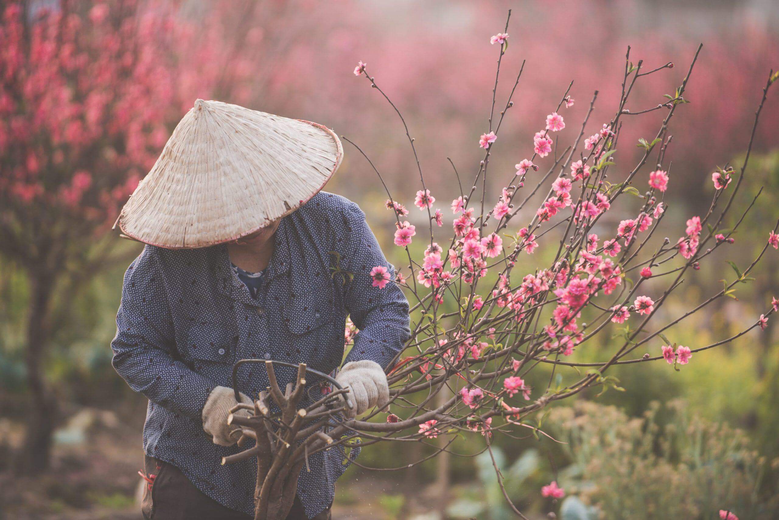 Tết nguyên đán đang đến rất gần rồi, bạn đã biết chưa? 47 hoa đào