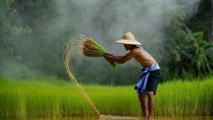 Nỗi lòng những người con xa quê vì dịch bệnh: Mong bình an đến với mọi người 34 Mong bình an đến với mọi người