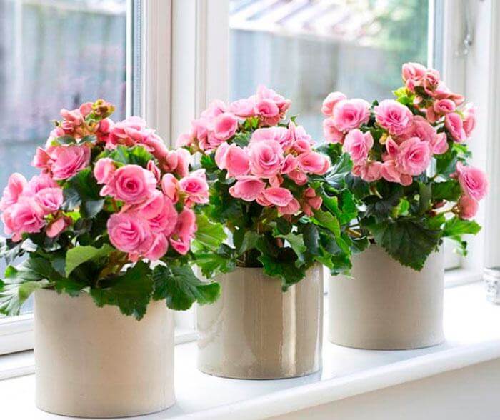 Cây trồng trong nhà - giải pháp thư giãn cho gia đình bận rộn 40 hoa đỗ quyên