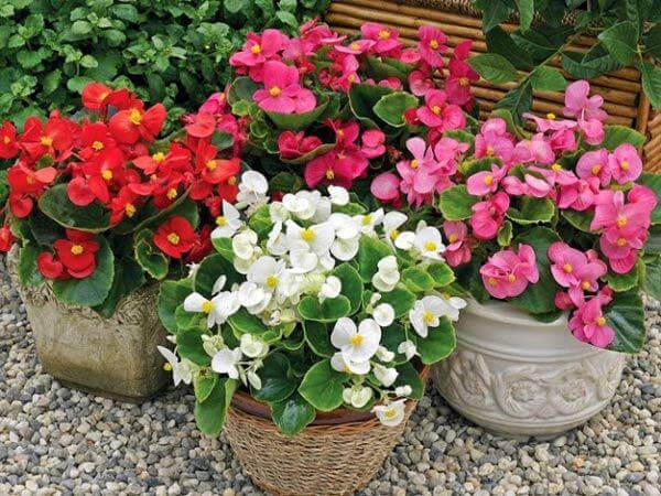 Cây trồng trong nhà - giải pháp thư giãn cho gia đình bận rộn 39 thu hải đường