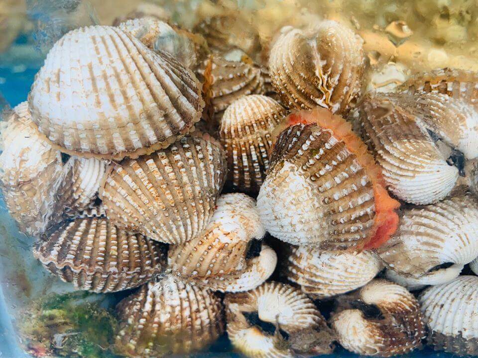 sò huyết mở miệng
