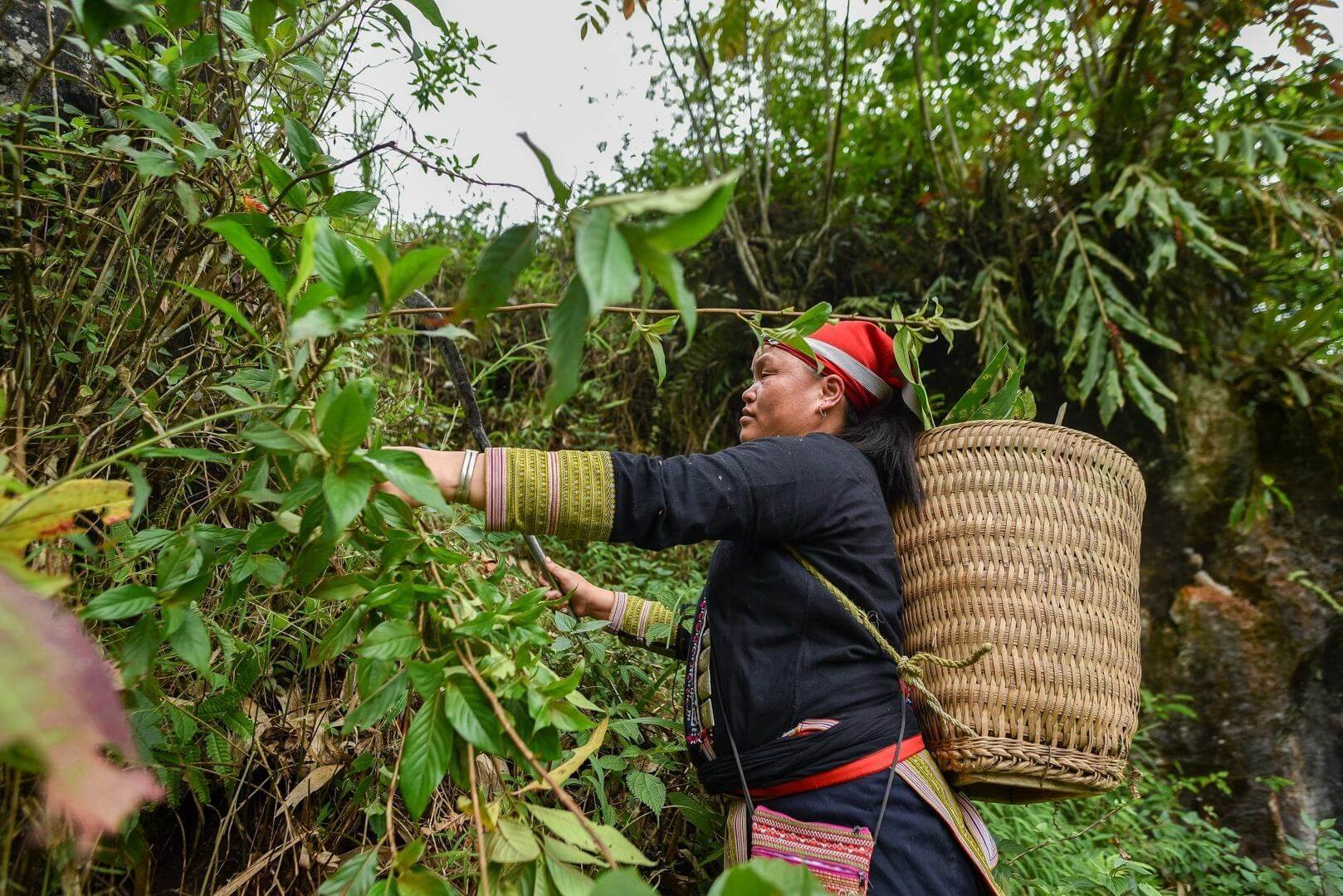 Văn hóa đón Tết Đoan Ngọ của các nước Châu Á 27 hái thuốc tết đoan ngọ
