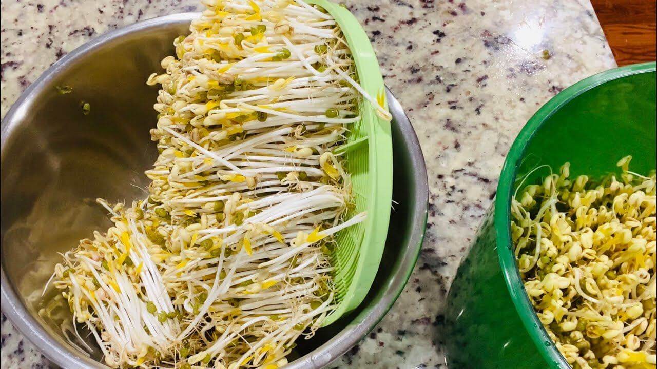 Mách bạn 7 cách làm giá đỗ tại nhà cực đơn giản 39 làm giá bằng thau