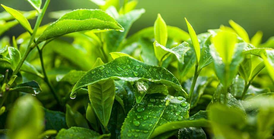 5 lợi ích đặc biệt của trà xanh có thể bạn chưa biết 35 trà xanh