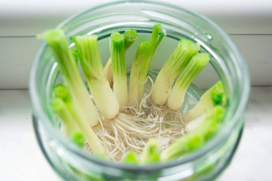 tự trồng hành lá tại nhà