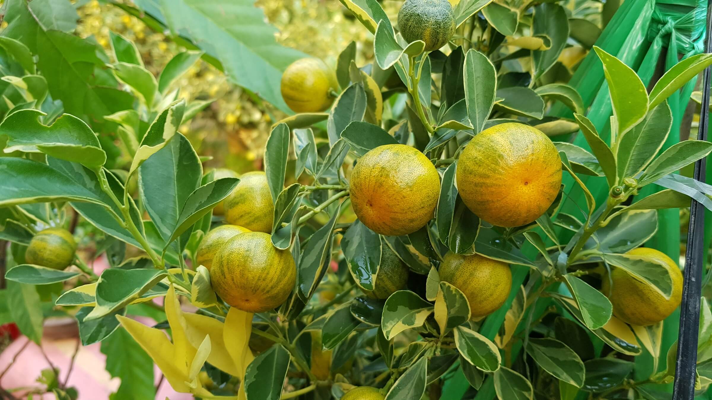 cách làm nước rửa chén tại nhà 1