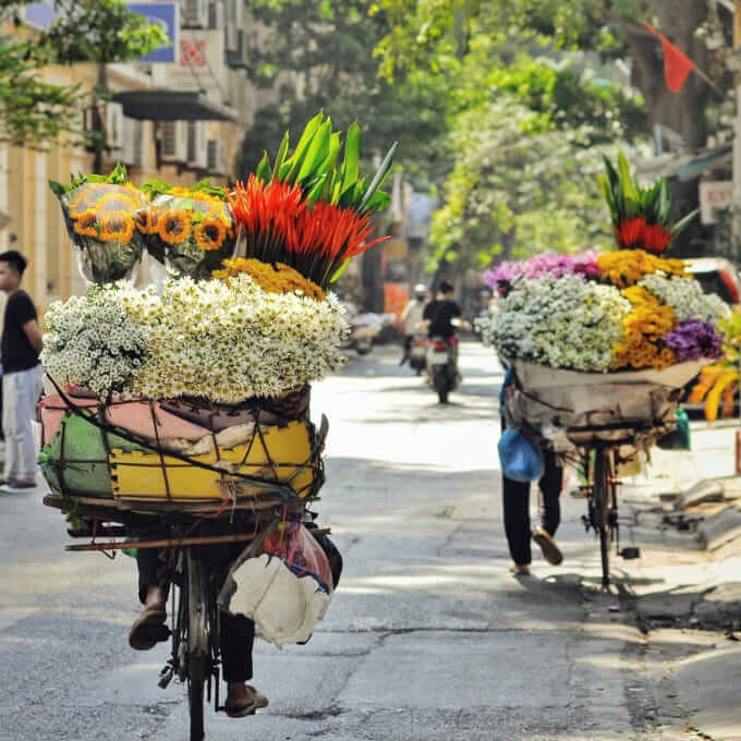 Hà Nội: Tinh khôi mùa cúc họa mi 40 mùa cúc họa mi