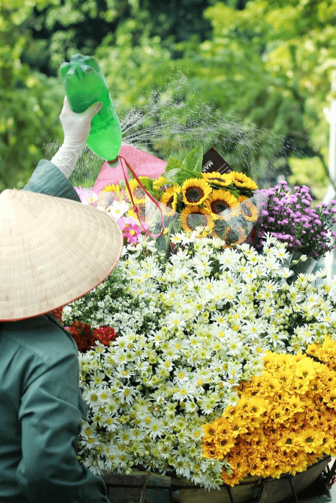 Hà Nội: Tinh khôi mùa cúc họa mi 43 mùa hoa cúc họa mi