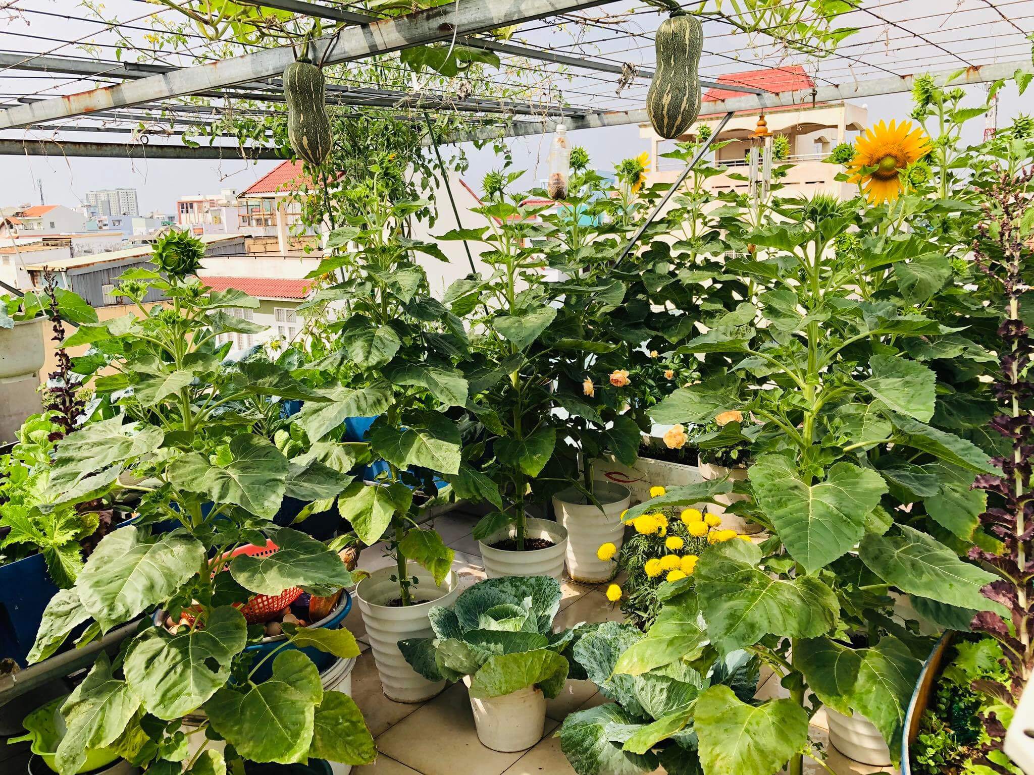 Ngỡ ngàng với những khu vườn sân thượng đón tết đẹp như mơ 59 Ngỡ ngàng với những khu vườn sân thượng đón tết đẹp như mơ 39