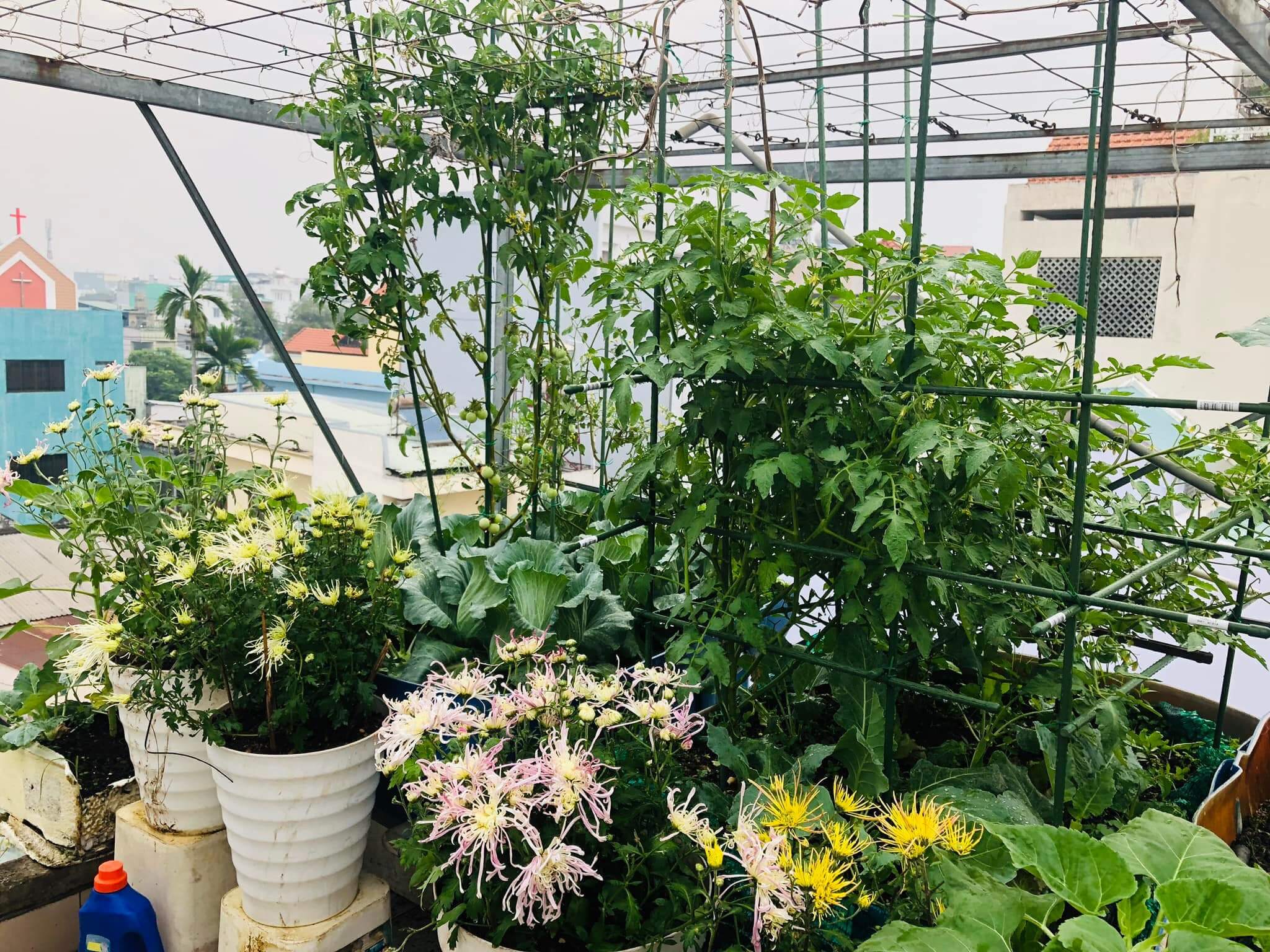 Ngỡ ngàng với những khu vườn sân thượng đón tết đẹp như mơ 63 Ngỡ ngàng với những khu vườn sân thượng đón tết đẹp như mơ 43