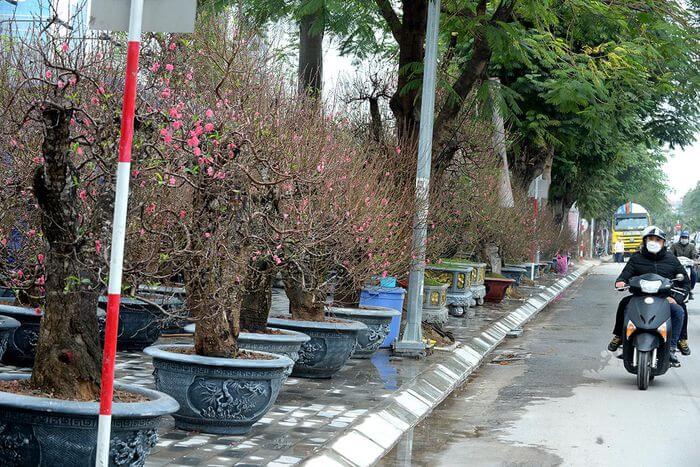 Không khí Tết nhộn nhịp tại khu chợ hoa xuân sớm nhất của Thủ đô 42 Không khí Tết nhộn nhịp tại khu chợ hoa xuân sớm nhất của Thủ đô 14
