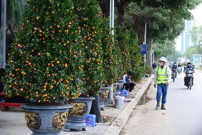 Không khí Tết nhộn nhịp tại khu chợ hoa xuân sớm nhất của Thủ đô 43 Không khí Tết nhộn nhịp tại khu chợ hoa xuân sớm nhất của Thủ đô 15