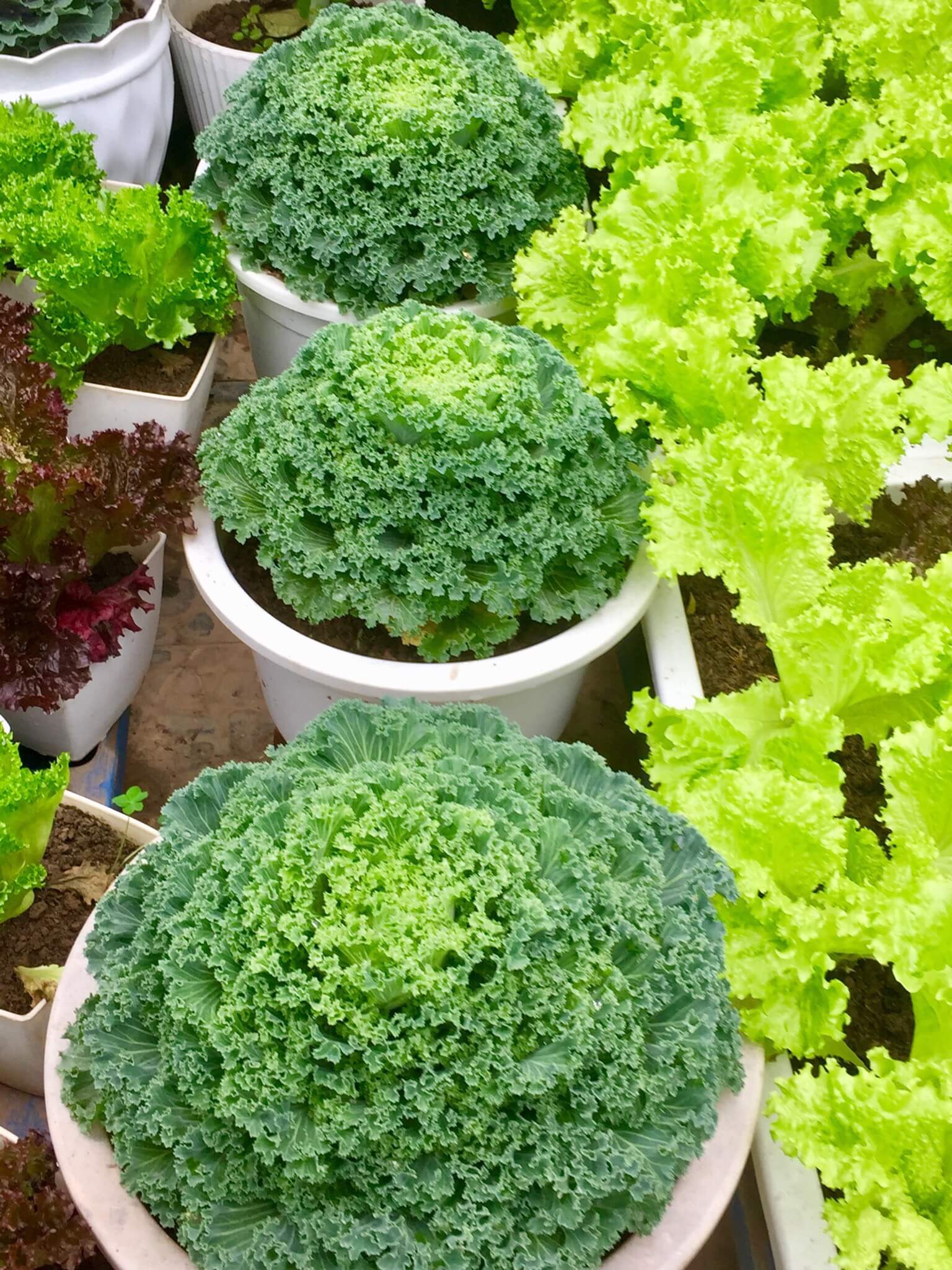 Ngỡ ngàng với những khu vườn sân thượng đón tết đẹp như mơ 70 Ngỡ ngàng với những khu vườn sân thượng đón tết đẹp như mơ 50