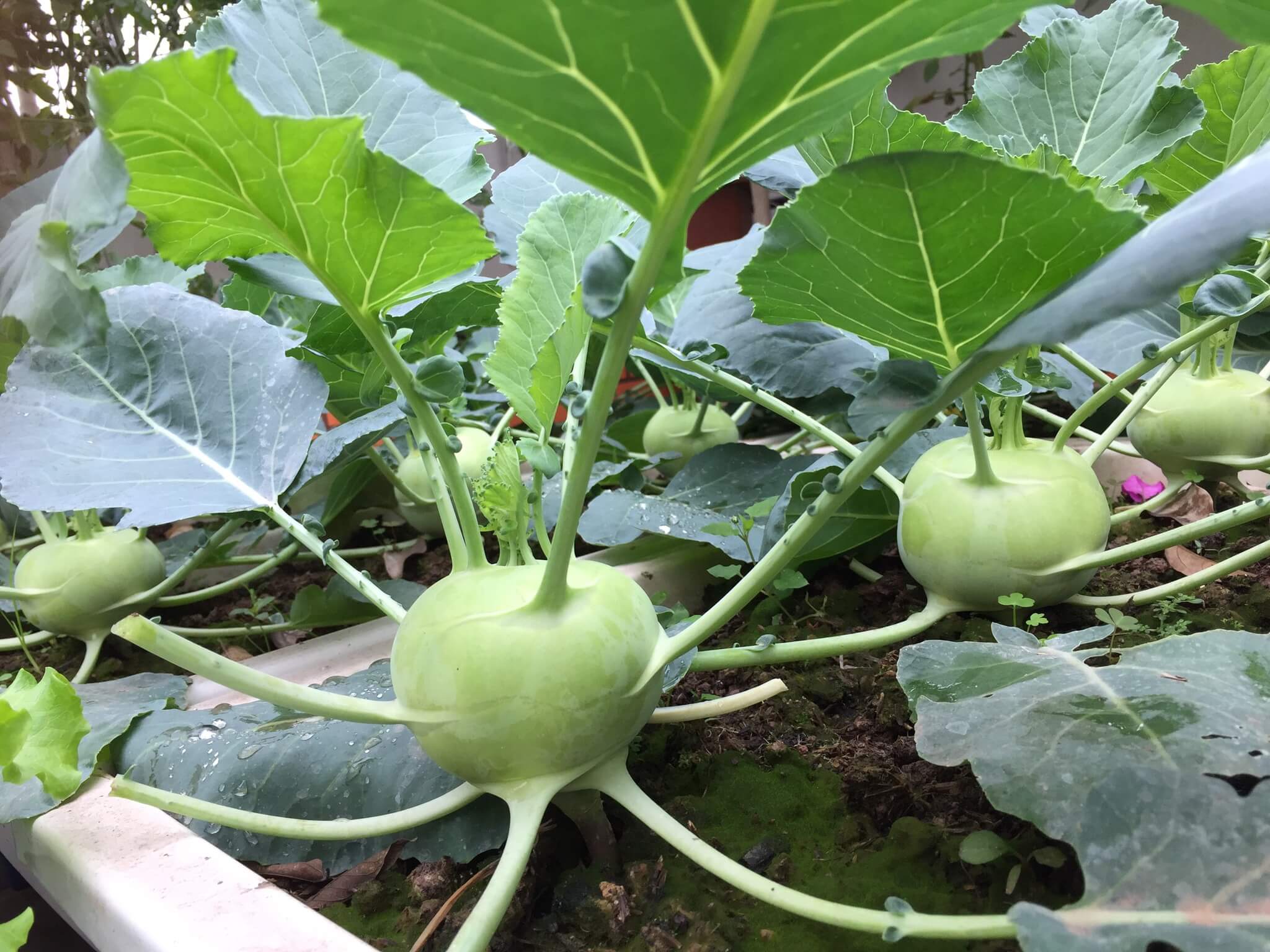 Ngỡ ngàng với những khu vườn sân thượng đón tết đẹp như mơ 74 Ngỡ ngàng với những khu vườn sân thượng đón tết đẹp như mơ 54