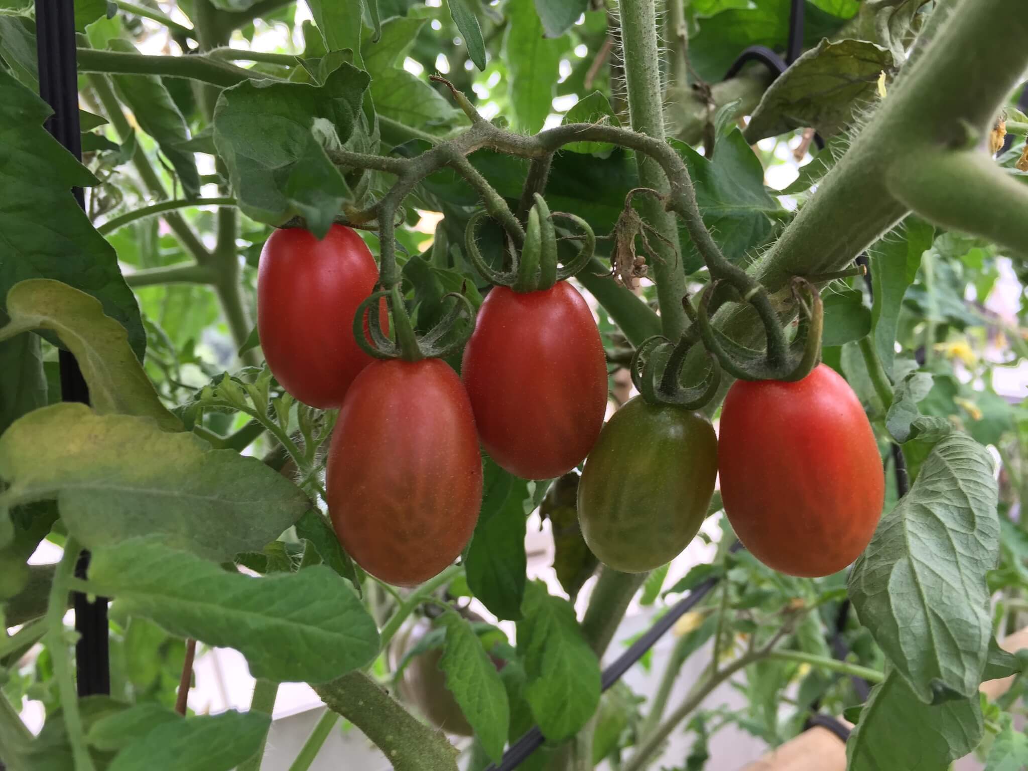 Ngỡ ngàng với những khu vườn sân thượng đón tết đẹp như mơ 72 Ngỡ ngàng với những khu vườn sân thượng đón tết đẹp như mơ 52