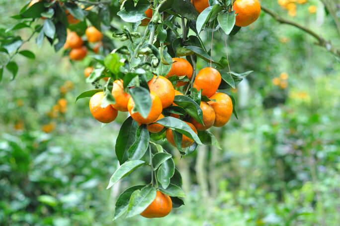 Thủ phủ quýt đường chín mọng trên núi đá Lâm Đồng 4