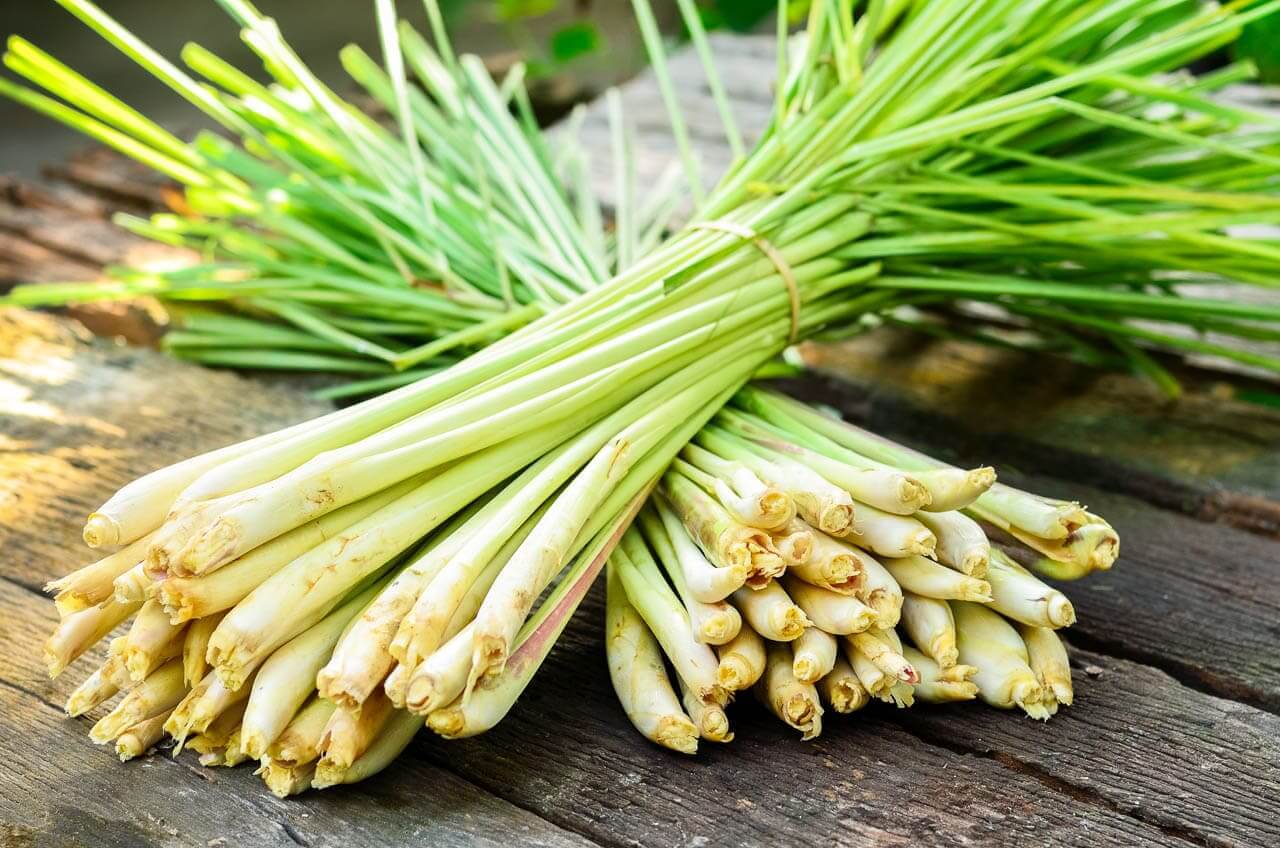 Cách đuổi muỗi bằng cây sả Cách đuổi muỗi bằng cây sả
