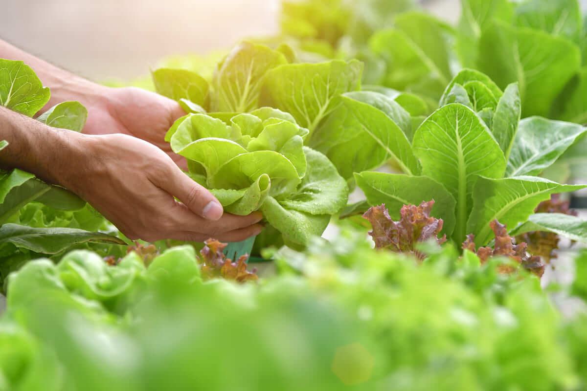 trồng rau tại nhà trồng rau tại nhà