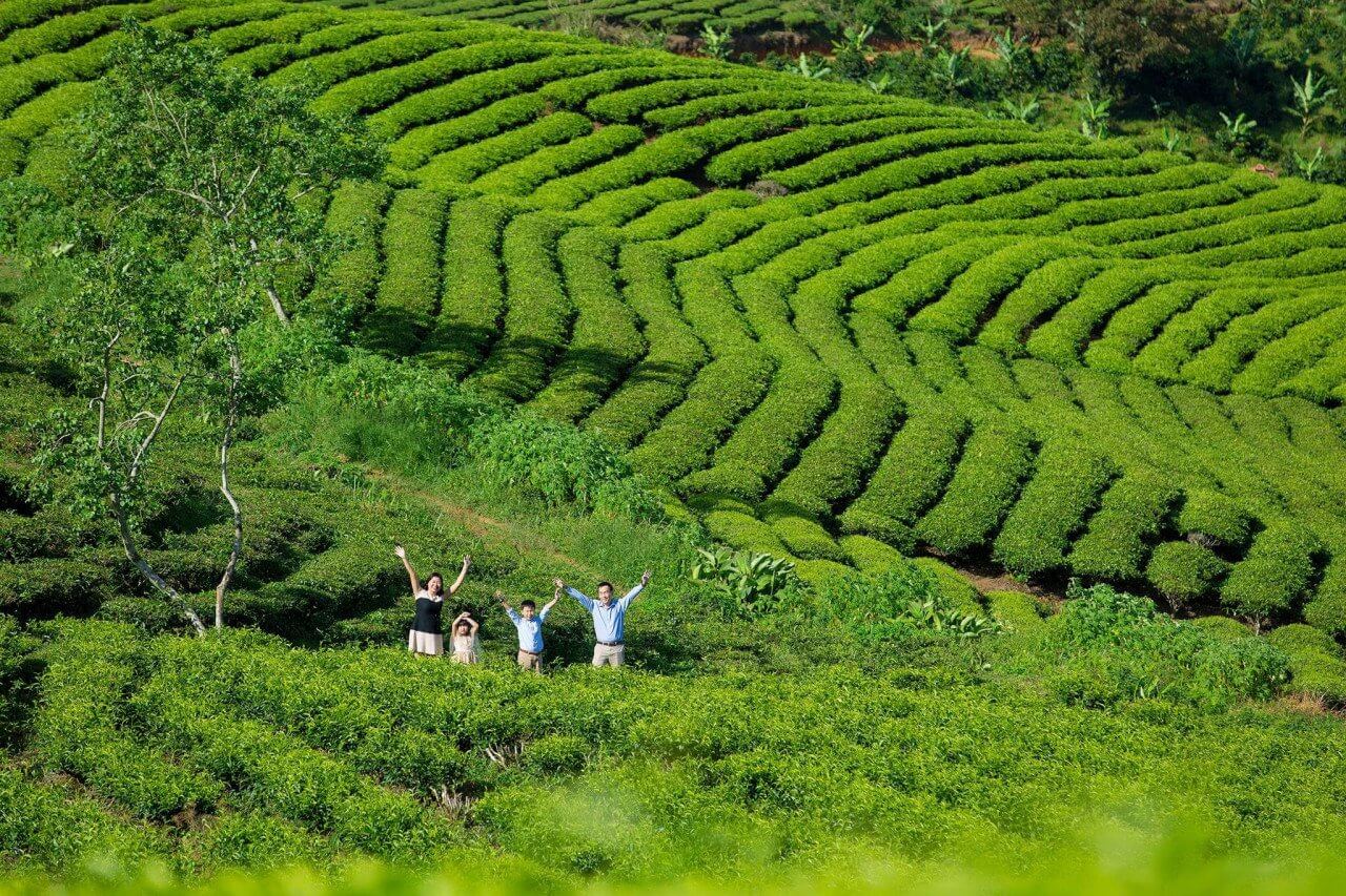 đồi chè Cầu Đất đồi chè Cầu Đất