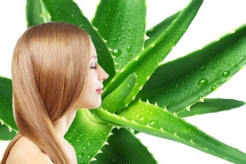 Dưỡng tóc khô xơ bằng lô hội Dưỡng tóc khô xơ bằng lô hội