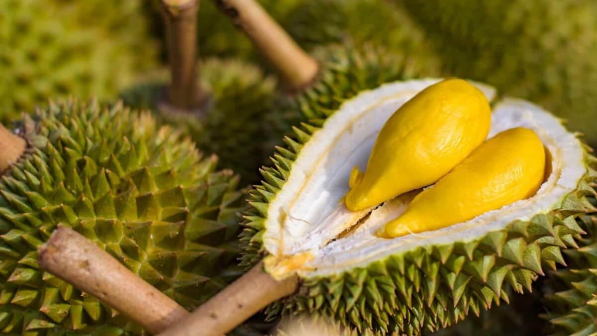 Sầu riêng giúp ổn định lượng đường trong máu Sầu riêng giúp ổn định lượng đường trong máu
