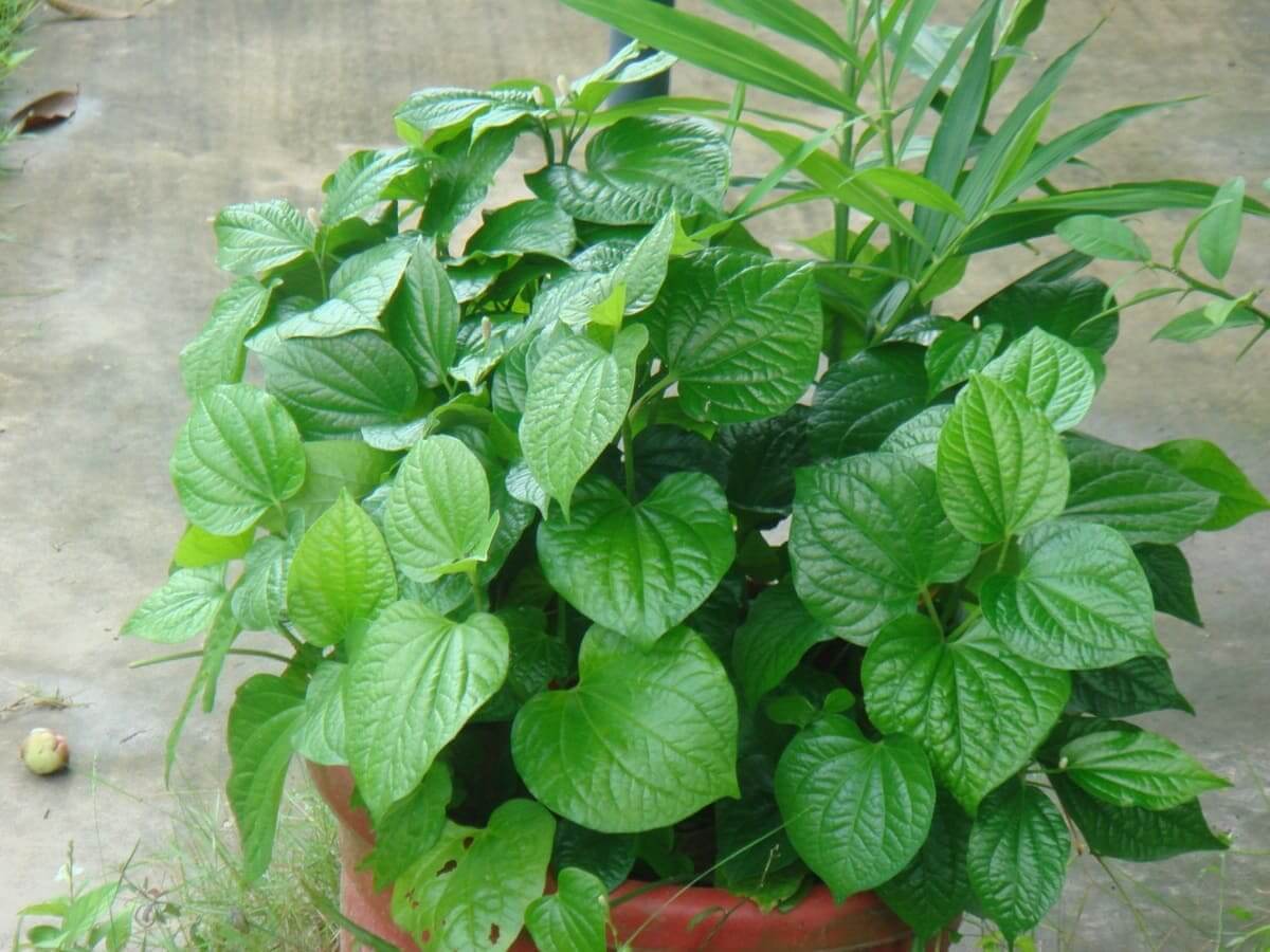 Cách chữa đau răng cho bà bầu bằng lá lốt Cách chữa đau răng cho bà bầu bằng lá lốt