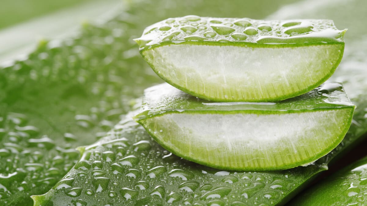 cách trị hói đầu ở nữ bằng nha đam cách trị hói đầu ở nữ bằng nha đam