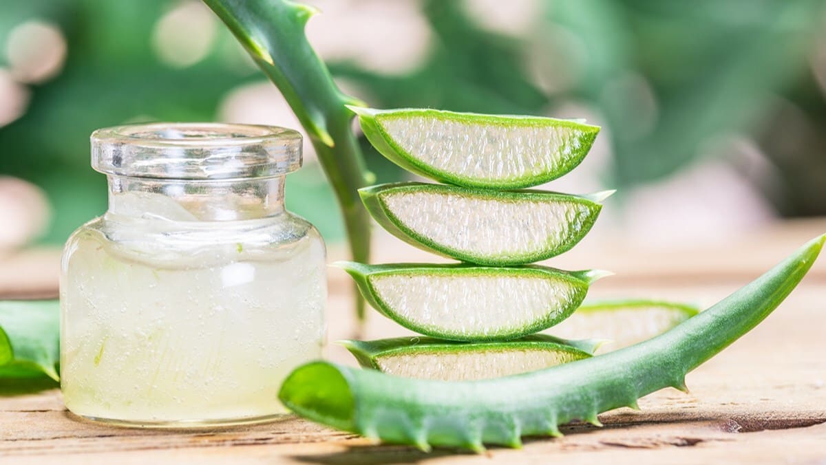 trị đau nướu răng bằng lô hội trị đau nướu răng bằng lô hội
