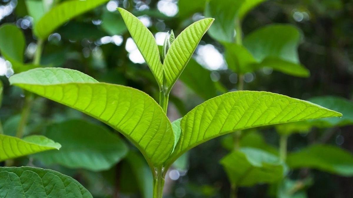 cách chữa hôi miệng bằng lá ổi cách chữa hôi miệng bằng lá ổi