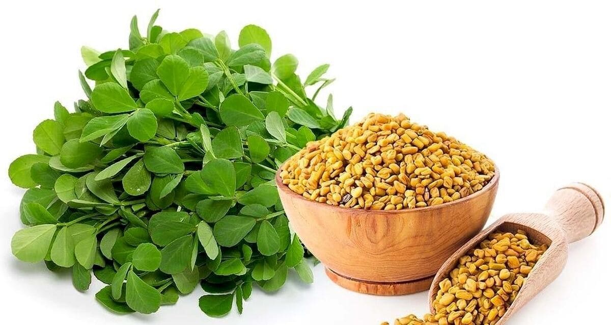 cỏ cà ri lợi sữa cỏ cà ri lợi sữa